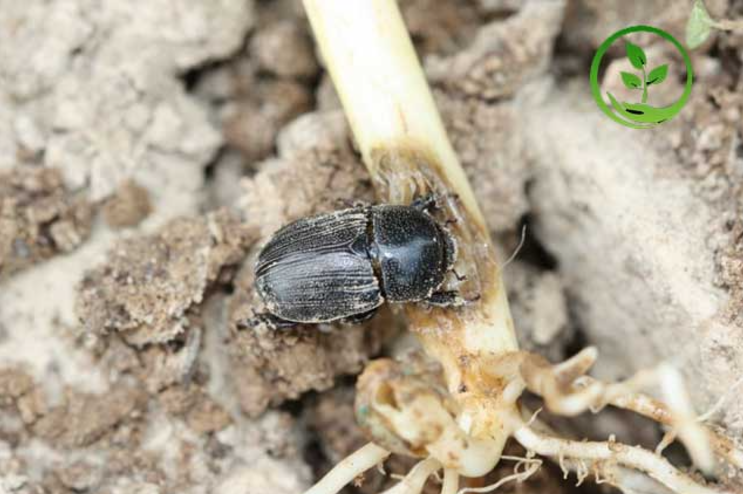 Phòng trừ bọ hung đen hại cây mía